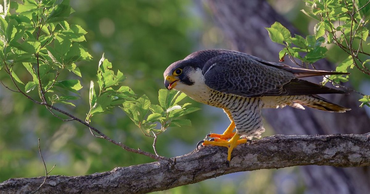 El desafío de las aves