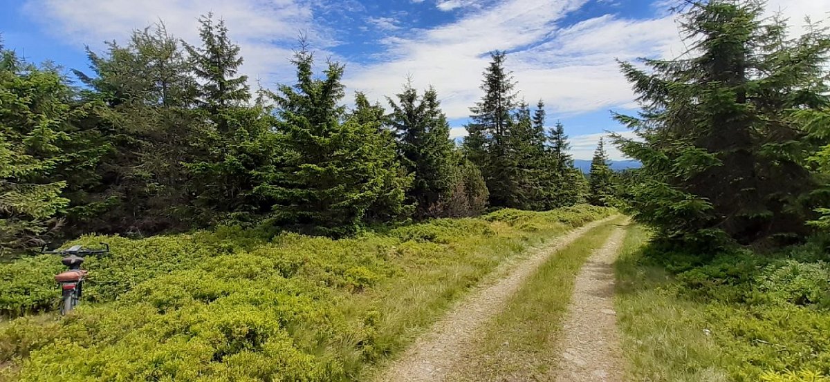 Świeradowiec (1036&nbsp;m)