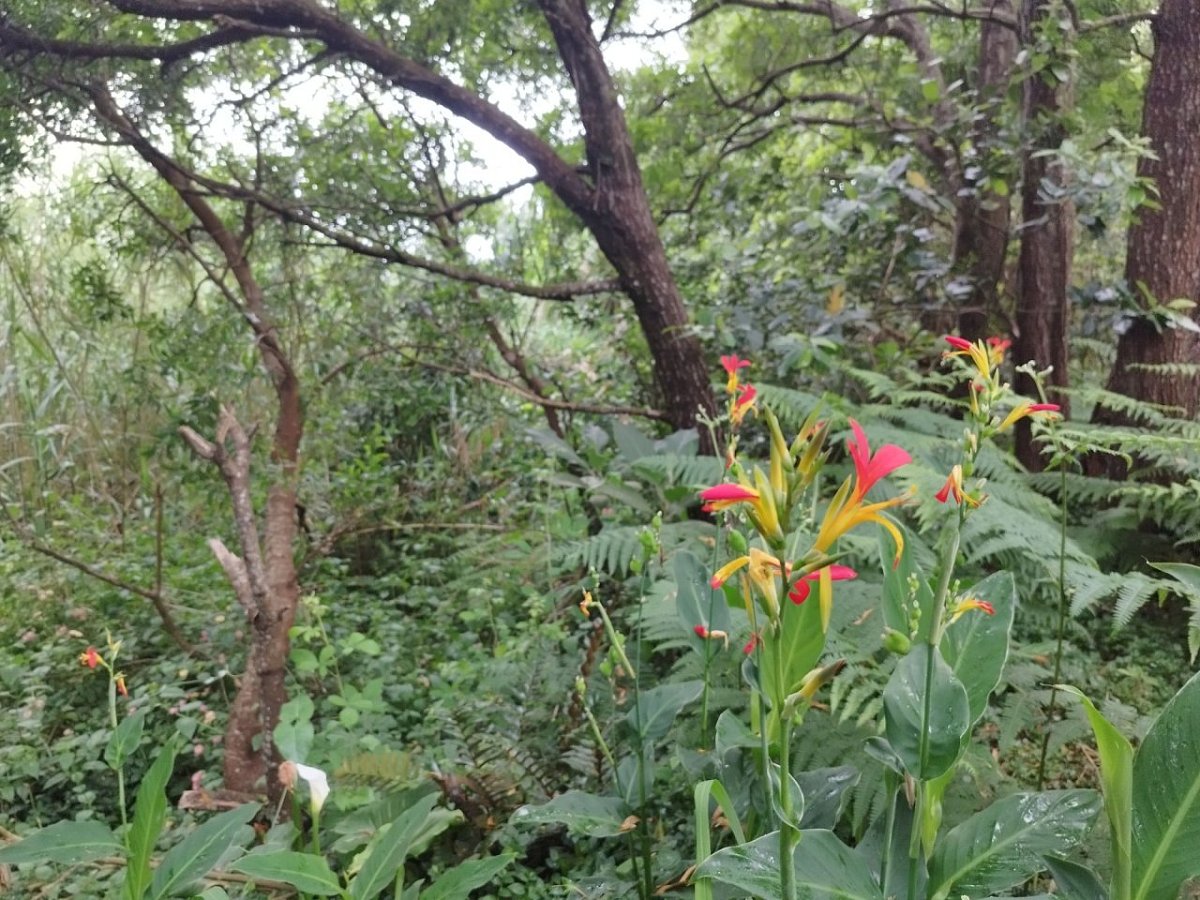 Pico do Fungo (146&nbsp;m)