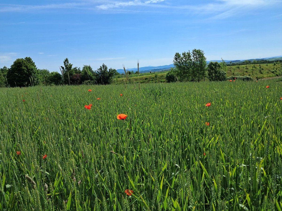 Na Jelením kopci (343&nbsp;m)