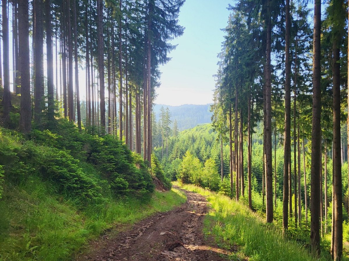 Šorštýn (711&nbsp;m)