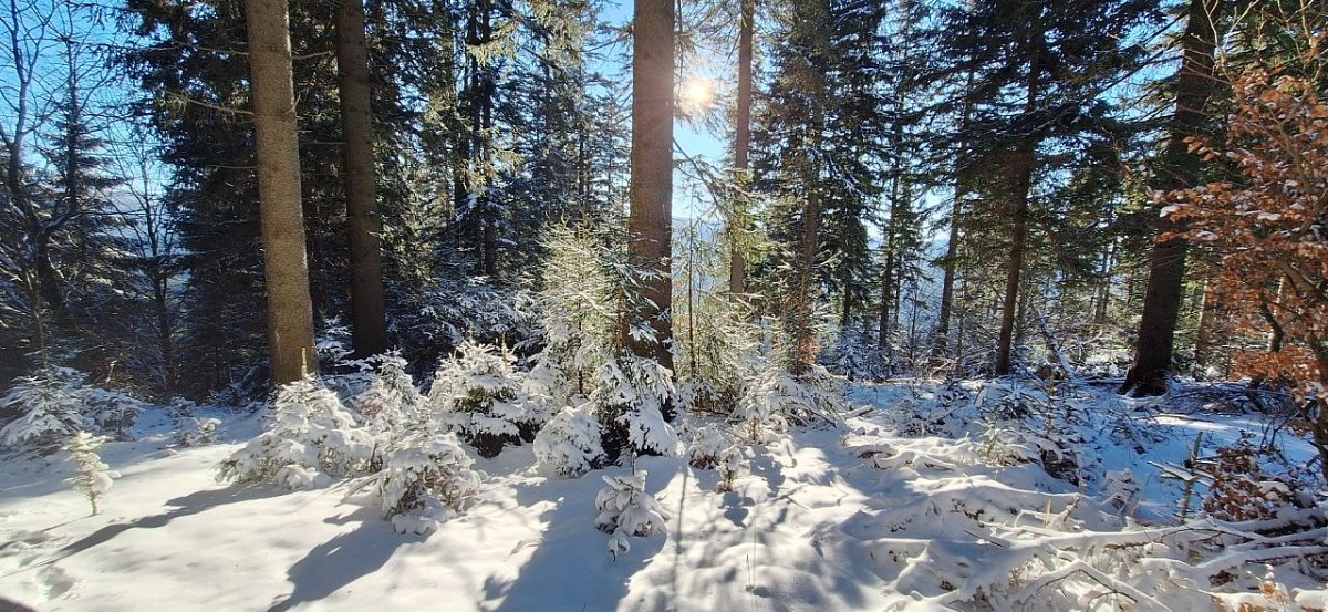 Lopušná (913&nbsp;m)