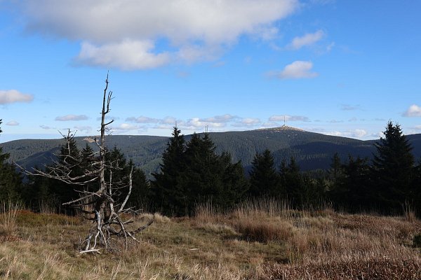 Vřesník