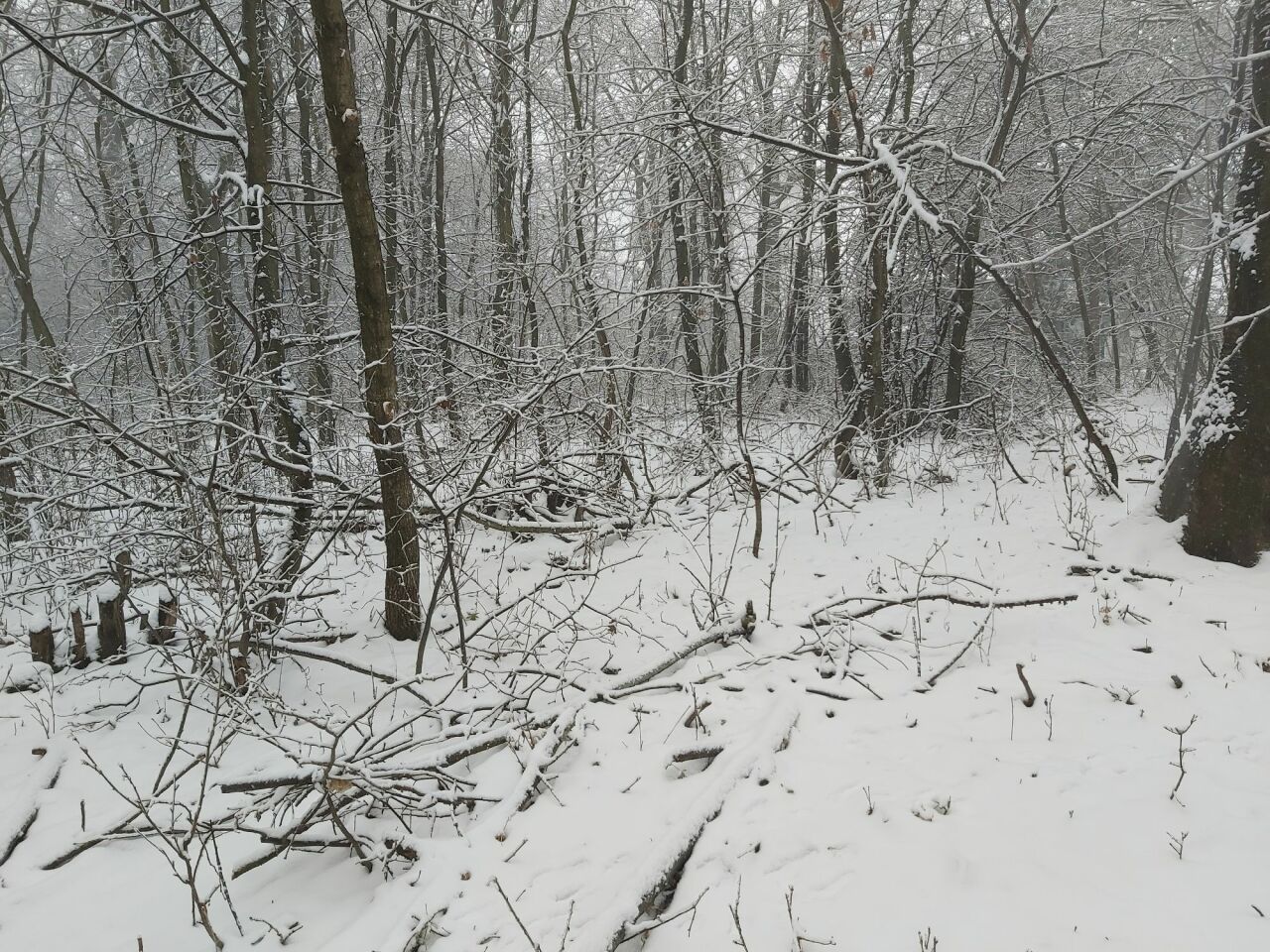 Kuní hora (342&nbsp;m)