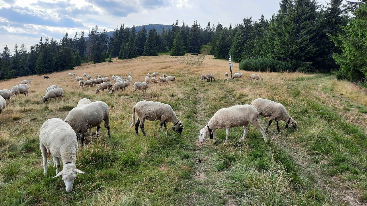 Príslop (1421&nbsp;m)