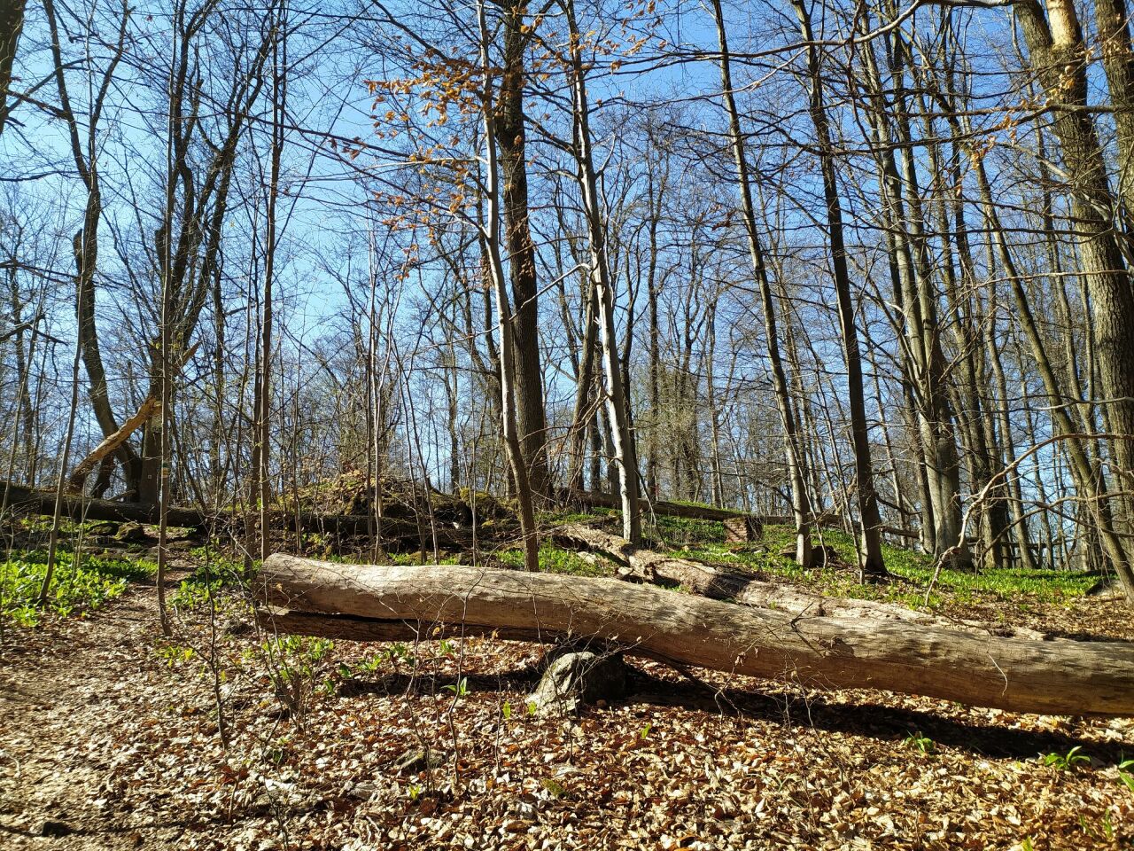 Špičák (734&nbsp;m)