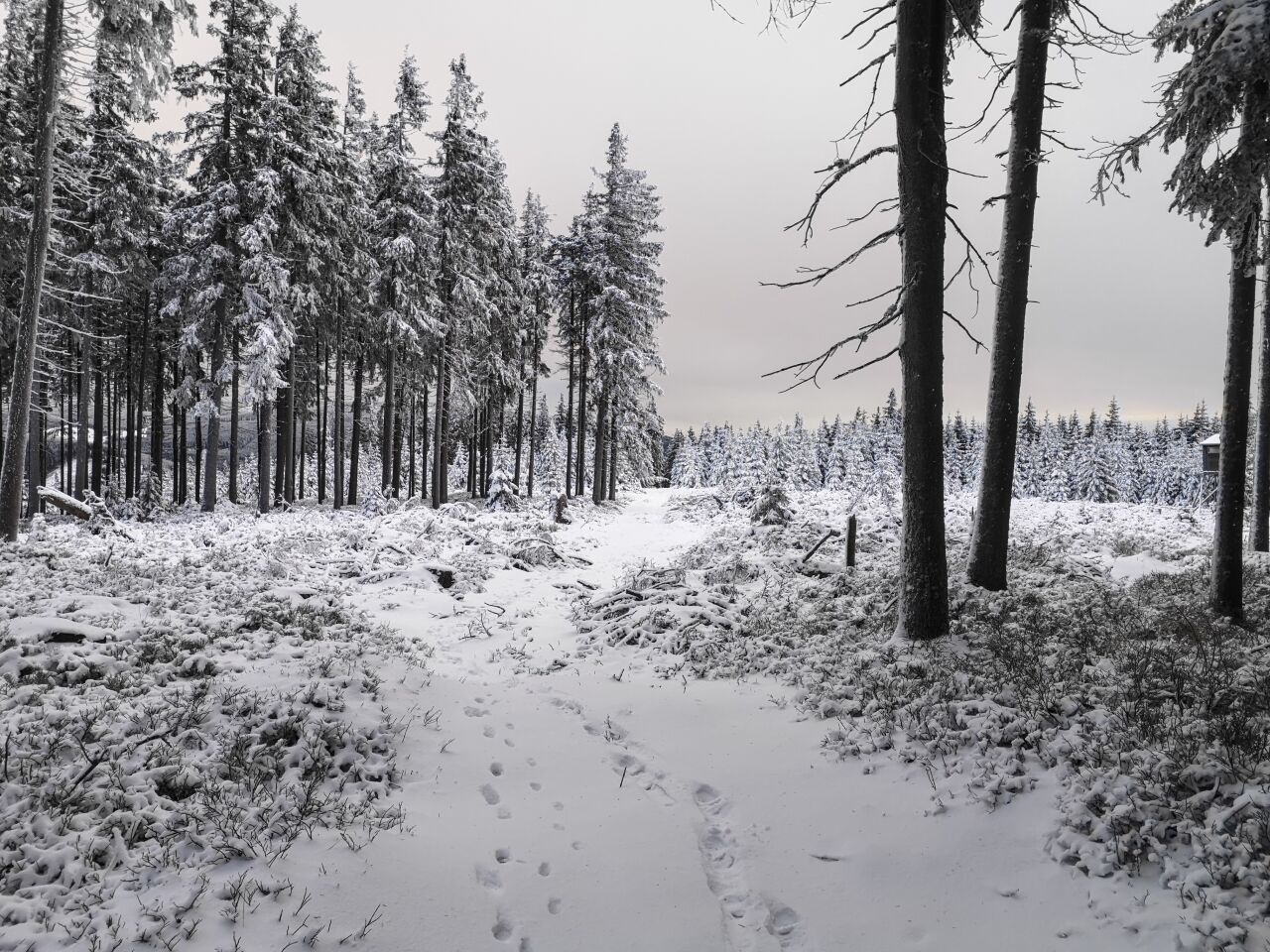 Pěnkavčí vrch