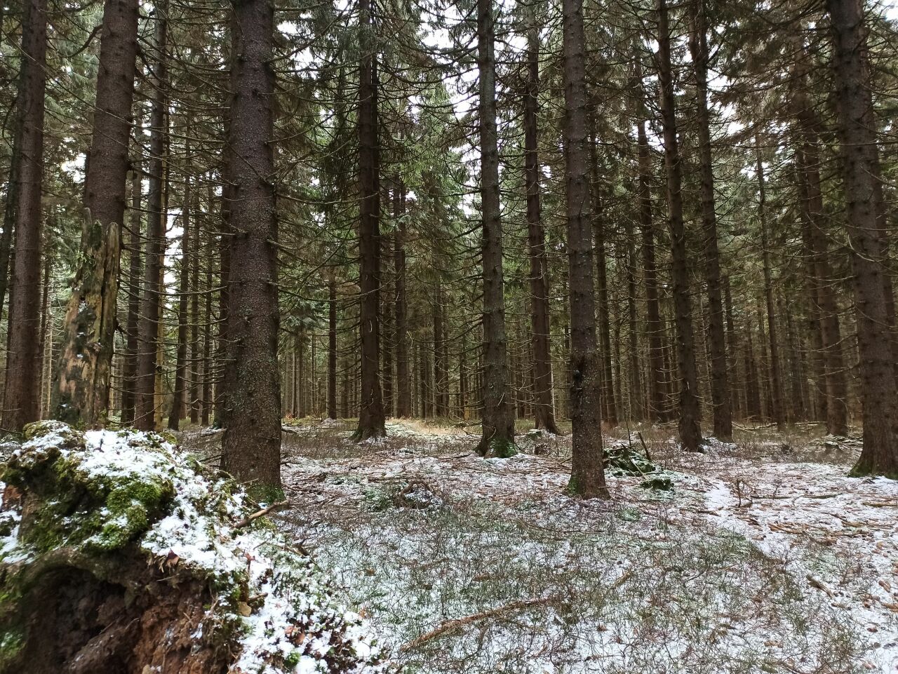 Chlupenkovec